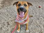 Adopt TERESA a Rhodesian Ridgeback, Mixed Breed