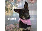 Adopt Nessa a Shepherd