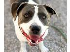 Adopt SKY a Pit Bull Terrier