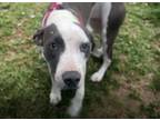 Adopt LISA* a Pit Bull Terrier, Mixed Breed