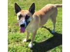 Adopt EDEN* a German Shepherd Dog, Mixed Breed