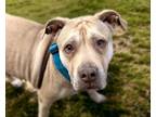 Adopt COCO a Pit Bull Terrier