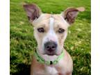 Adopt PENELOPE* a Pit Bull Terrier, Mixed Breed