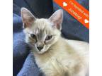 Adopt Leia a Siamese