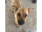 Adopt LADY a Staffordshire Bull Terrier, Mixed Breed