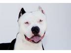 Adopt Wuph W Wuff a Pit Bull Terrier