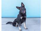 Adopt WILEY a German Shepherd Dog