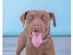 Adopt PRUDENCE a Boxer, Pit Bull Terrier
