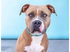 Adopt LONDON a Pit Bull Terrier