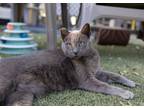 Adopt Baby Jane a Russian Blue