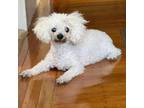 Adopt Yen 11787 a Bichon Frise