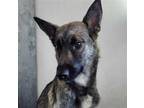 Adopt COCO a German Shepherd Dog