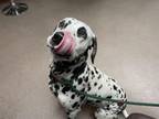 Adopt A514383 a Dalmatian