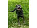Adopt Dog a Pit Bull Terrier, Shar-Pei