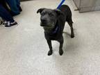 Adopt Dog a Pit Bull Terrier, Shar-Pei