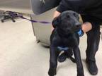 Adopt Dog a Labrador Retriever