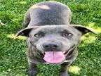 Adopt Dog a Pit Bull Terrier