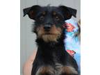 Adopt Manchego a Terrier, Mixed Breed