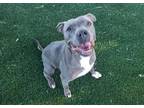 Adopt AKELA a Pit Bull Terrier