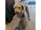 Adopt A686917 a Poodle, Mixed Breed