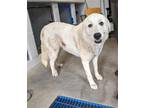 Adopt SNOW WHITE a Great Pyrenees