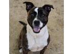 Adopt JOLENE a Pit Bull Terrier, Mixed Breed