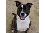 Adopt A687177 a Pit Bull Terrier, Mixed Breed
