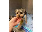 Adopt CALI a Yorkshire Terrier
