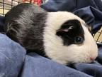 Adopt WILMA a Guinea Pig