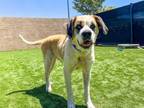 Adopt DAKOTA a Saint Bernard, Boxer