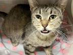 Adopt KEELY a Domestic Short Hair