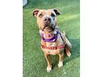 Adopt CANDACE a Pit Bull Terrier