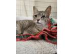 Adopt Leathcheann(Mia) a Domestic Short Hair