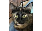 Adopt Cara a Domestic Medium Hair