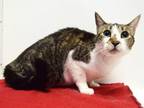 Adopt BELLA a Domestic Short Hair