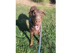 Adopt ROSEANNE a Doberman Pinscher