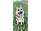 Adopt CRYSTAL a German Shepherd Dog