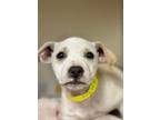 Adopt A237470 a Pit Bull Terrier, Mixed Breed