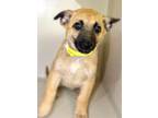 Adopt NELLY a German Shepherd Dog, Mixed Breed
