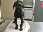 Adopt A237495 a Labrador Retriever, Mixed Breed