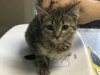 Adopt MAXINE a Domestic Short Hair