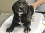Adopt A237496 a Labrador Retriever, Mixed Breed