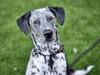 Adopt LULU a German Shorthaired Pointer