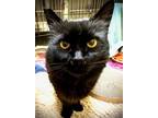 Adopt KITKA a Domestic Short Hair