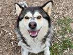 Adopt AKIRA a Alaskan Malamute, Mixed Breed