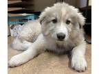 Adopt Darcy a Great Pyrenees, Mixed Breed