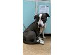 Adopt Gracie a Pit Bull Terrier, Mixed Breed