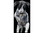 Adopt Oreo a Cattle Dog, Mixed Breed