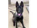 Adopt LUCY a Belgian Shepherd / Malinois