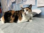 Adopt Lady Goose a Domestic Short Hair